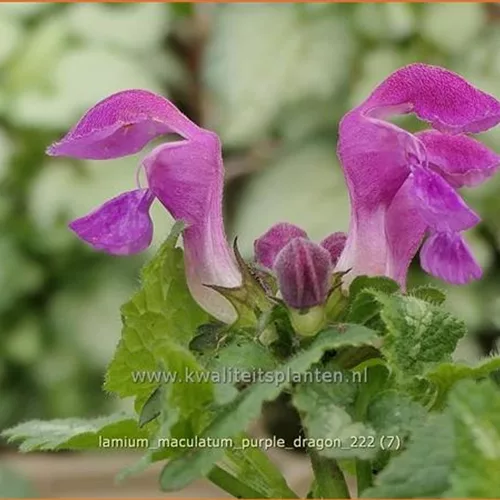 Lamium maculatum 'Purple Dragon'
