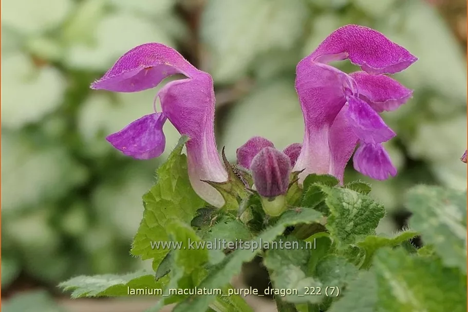 Lamium maculatum 'Purple Dragon'