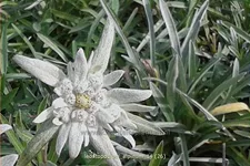 Leontopodium alpinum