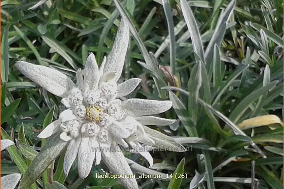 Leontopodium alpinum