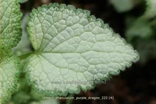 Lamium maculatum 'Purple Dragon'