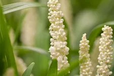 Liriope muscari