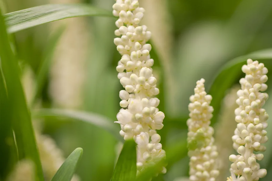 Liriope muscari