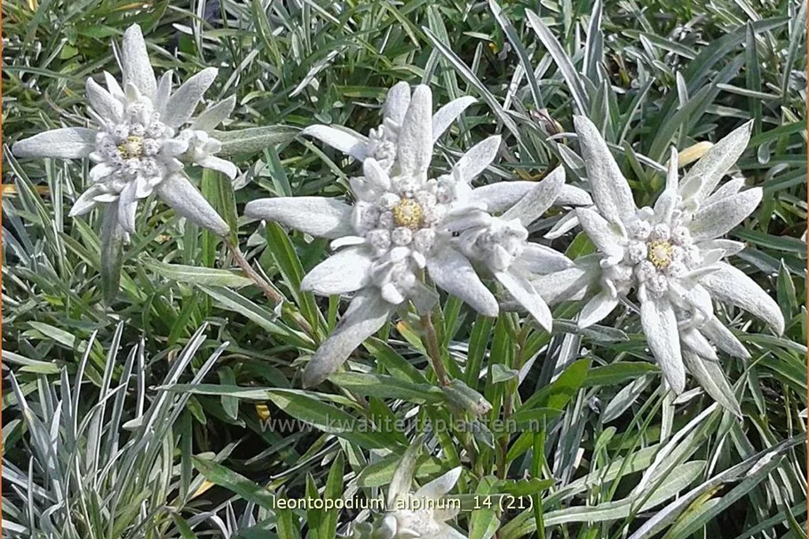 Leontopodium alpinum