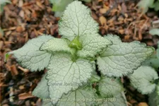 Lamium maculatum 'Purple Dragon'
