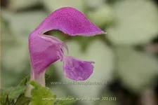 Lamium maculatum 'Purple Dragon'