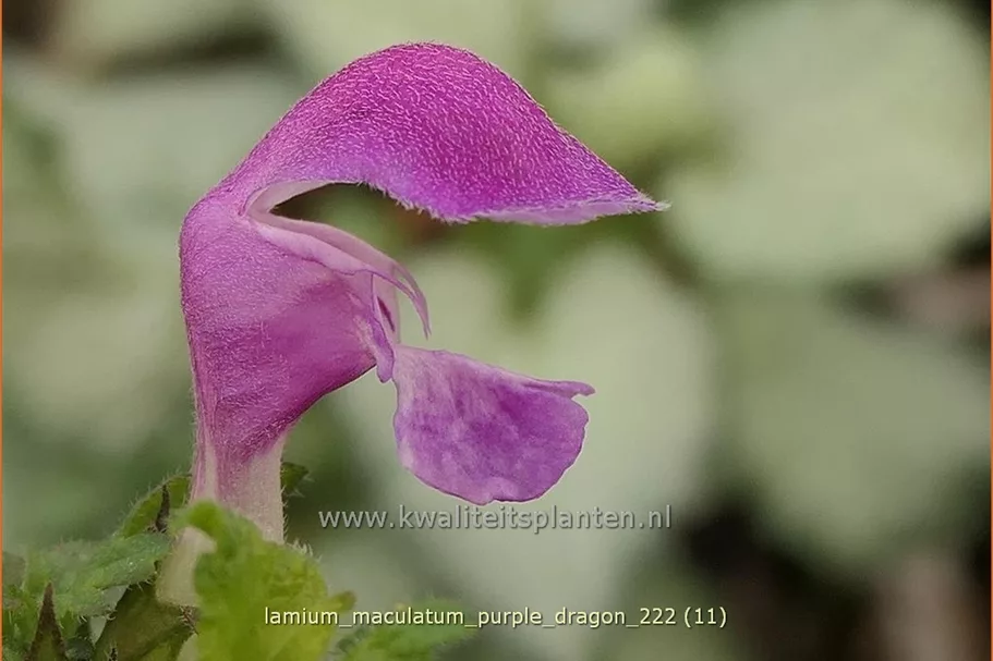 Lamium maculatum 'Purple Dragon'