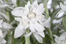 Leontopodium alpinum