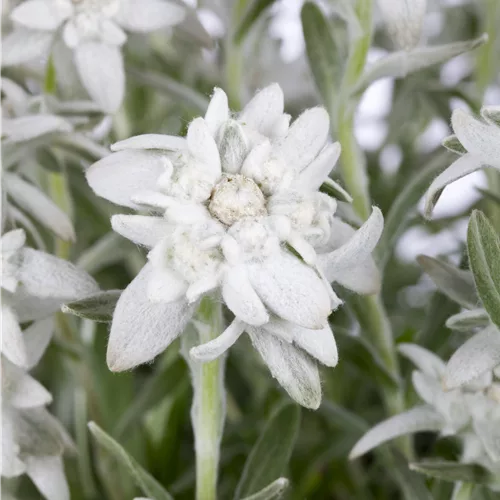 Leontopodium alpinum