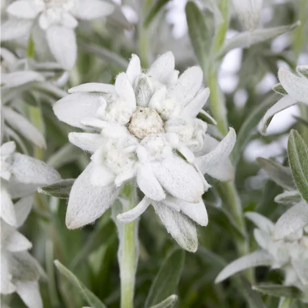 Leontopodium alpinum