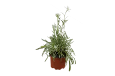 Leontopodium alpinum