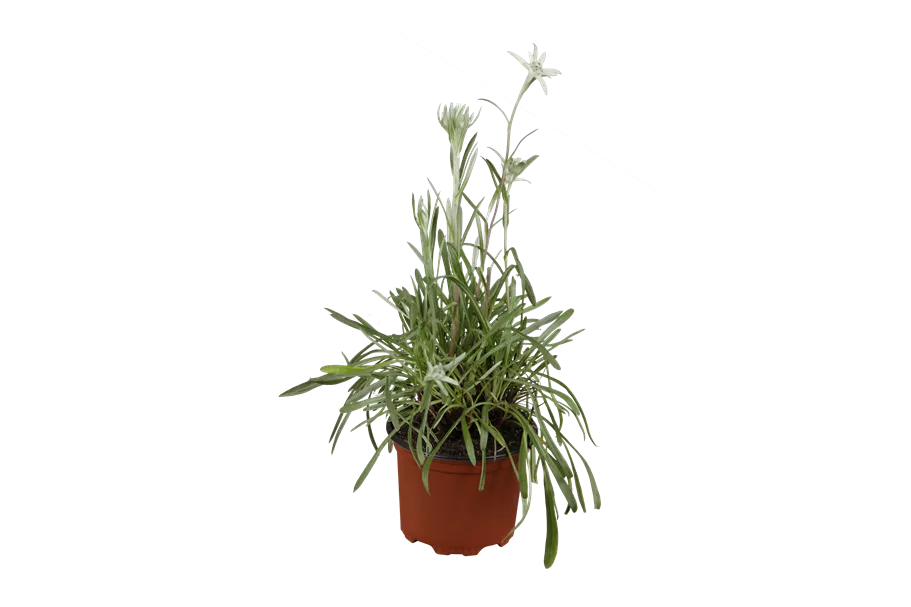 Leontopodium alpinum