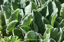 Lychnis coronaria 'Gardeners World'