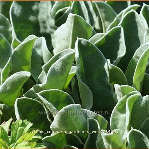 Lychnis coronaria 'Gardeners World'