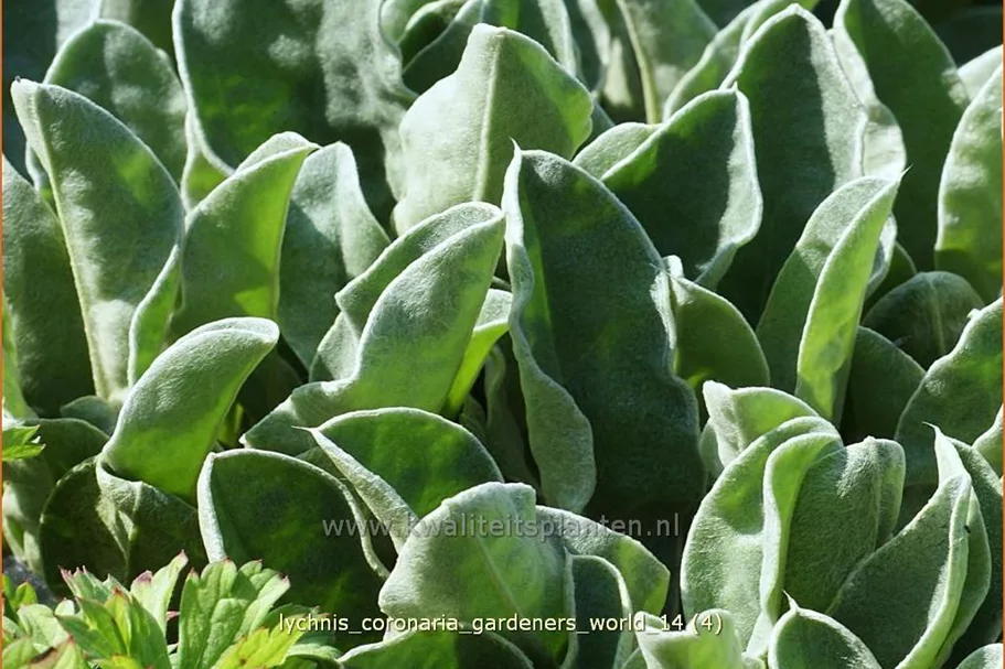 Lychnis coronaria 'Gardeners World'