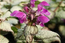 Lamium maculatum 'Purple Dragon'