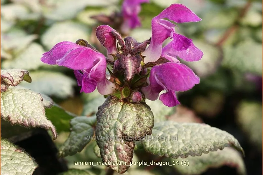 Lamium maculatum 'Purple Dragon'