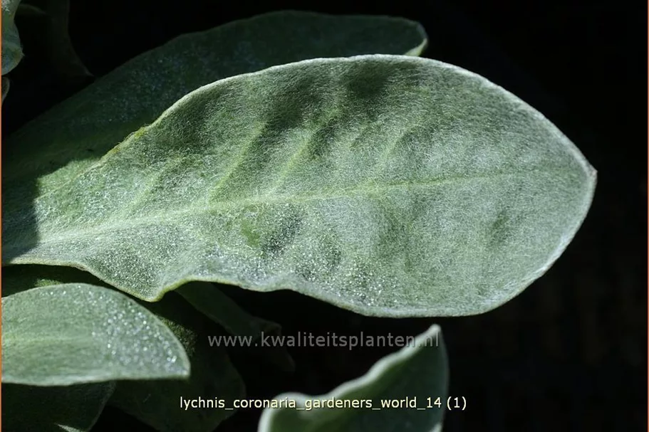 Lychnis coronaria 'Gardeners World'