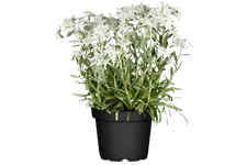 Leontopodium alpinum