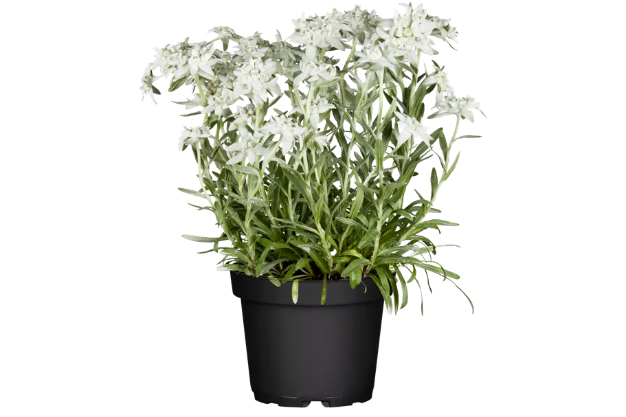 Leontopodium alpinum