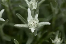 Leontopodium alpinum