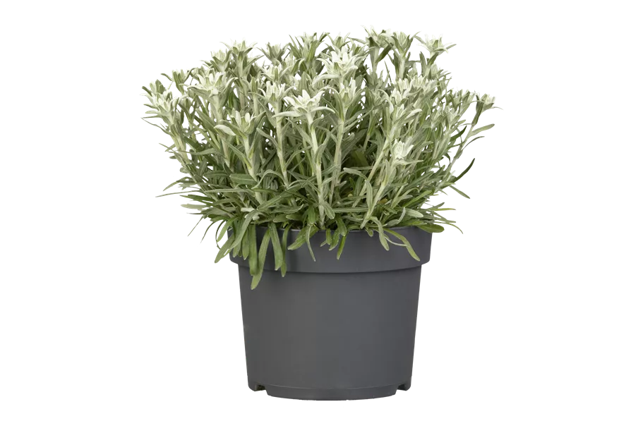 Leontopodium alpinum