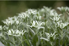 Leontopodium alpinum