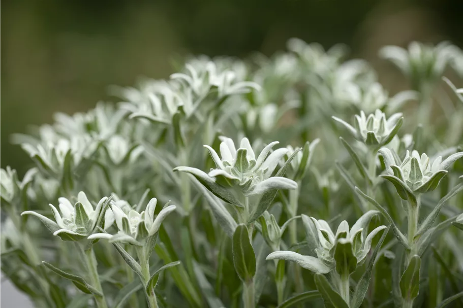 Leontopodium alpinum