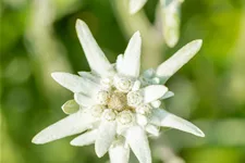 Leontopodium alpinum