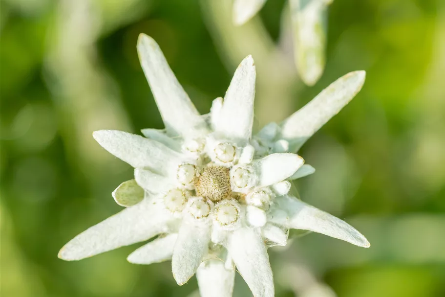 Leontopodium alpinum
