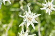 Leontopodium alpinum