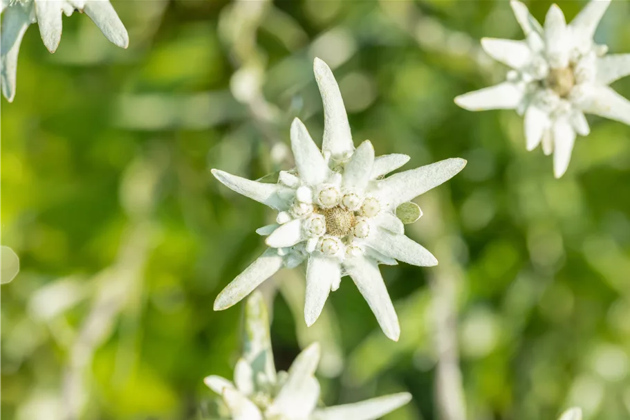 Leontopodium alpinum