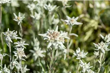 Leontopodium alpinum