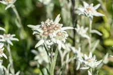 Leontopodium alpinum