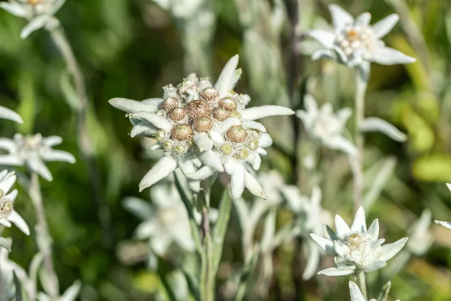 Leontopodium alpinum