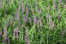 Liriope muscari 'Big Blue'