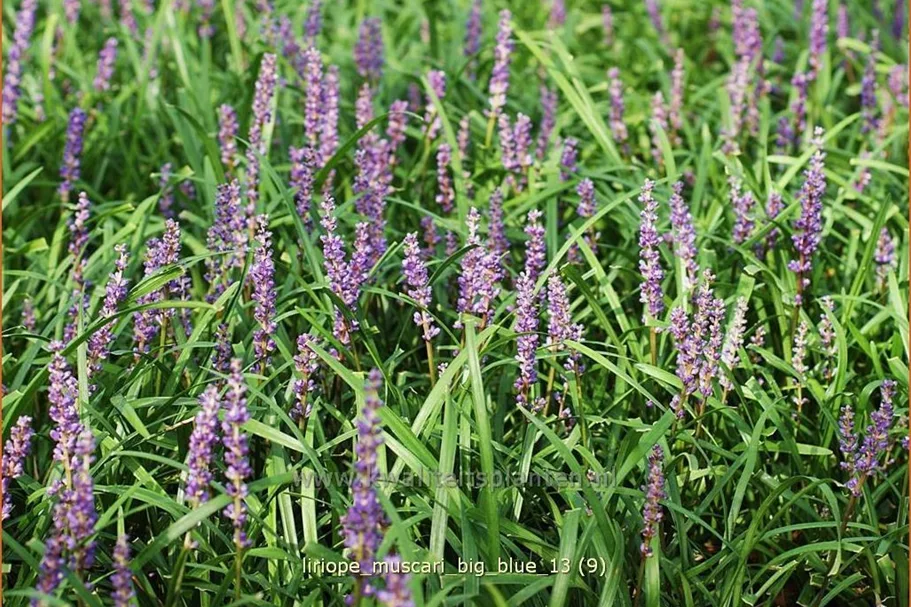 Liriope muscari 'Big Blue'