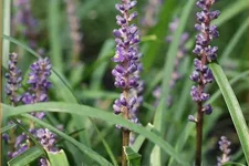 Liriope muscari 'Big Blue'