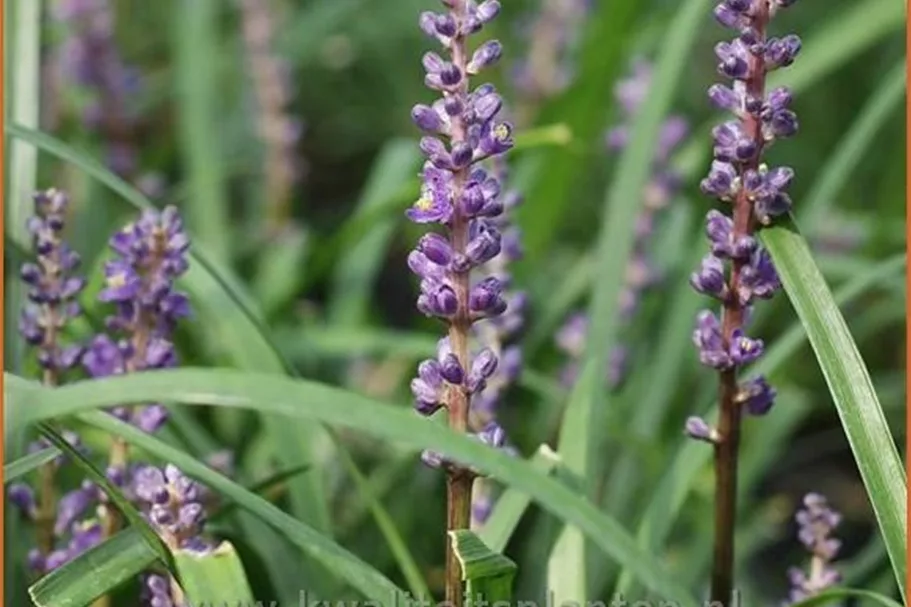 Liriope muscari 'Big Blue'