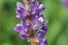 Liriope muscari 'Big Blue'