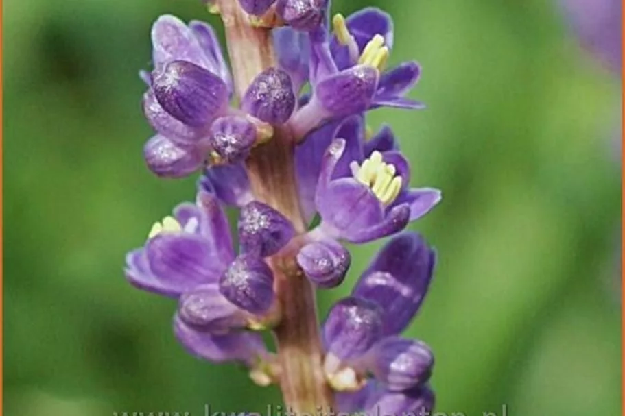 Liriope muscari 'Big Blue'
