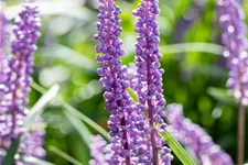 Liriope muscari 'Big Blue'
