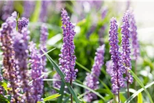 Liriope muscari 'Big Blue'
