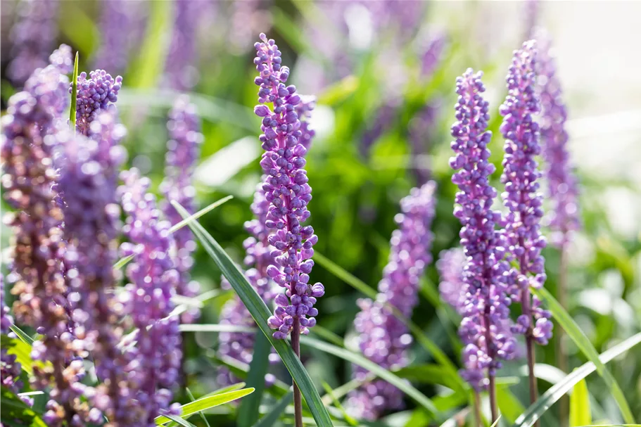 Liriope muscari 'Big Blue'