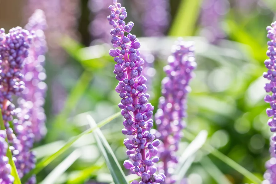 Liriope muscari 'Big Blue'