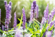 Liriope muscari 'Big Blue'