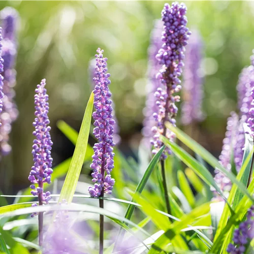 Liriope muscari 'Big Blue'