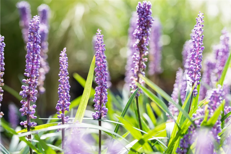 Liriope muscari 'Big Blue'