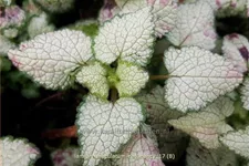 Lamium maculatum 'Red Nancy'