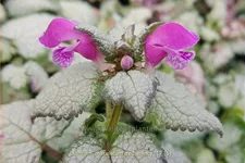 Lamium maculatum 'Red Nancy'